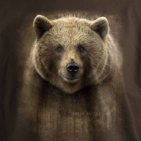 DC Bear Head, Ursus arctos T-shirt